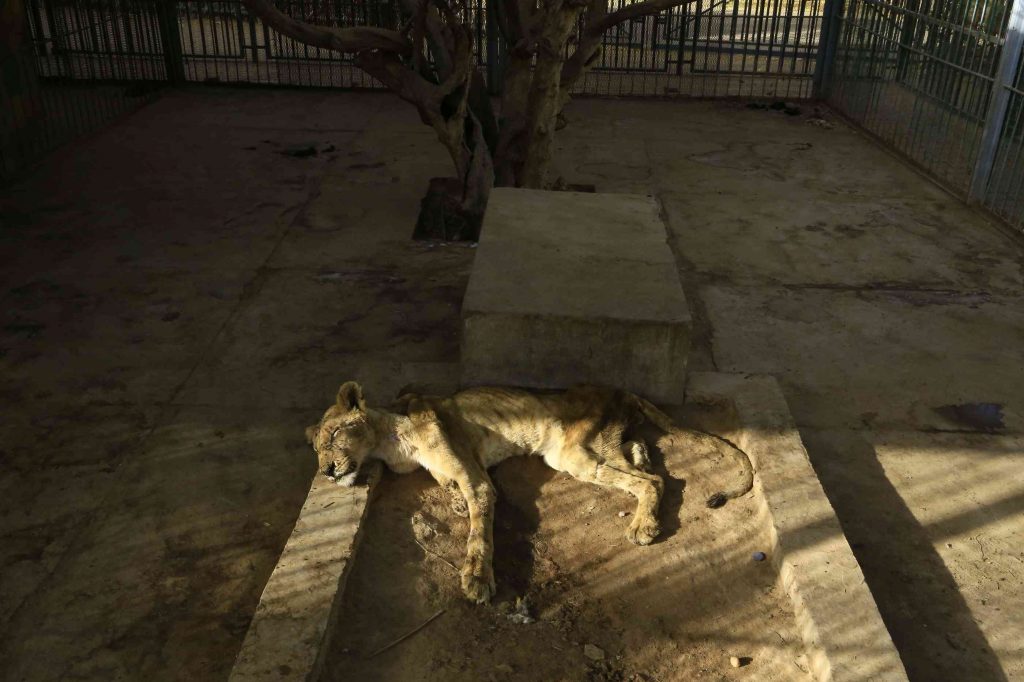 Leii mor de foame intr-un parc din Sudan. O campanie la nivel mondial este in derulare pentru salvarea acestora.