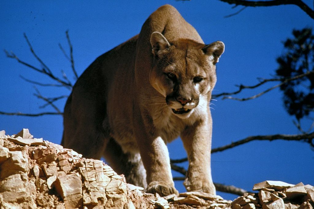 Un leu de munte care a atacat o fetita de 6 ani a fost prins si eutanasiat