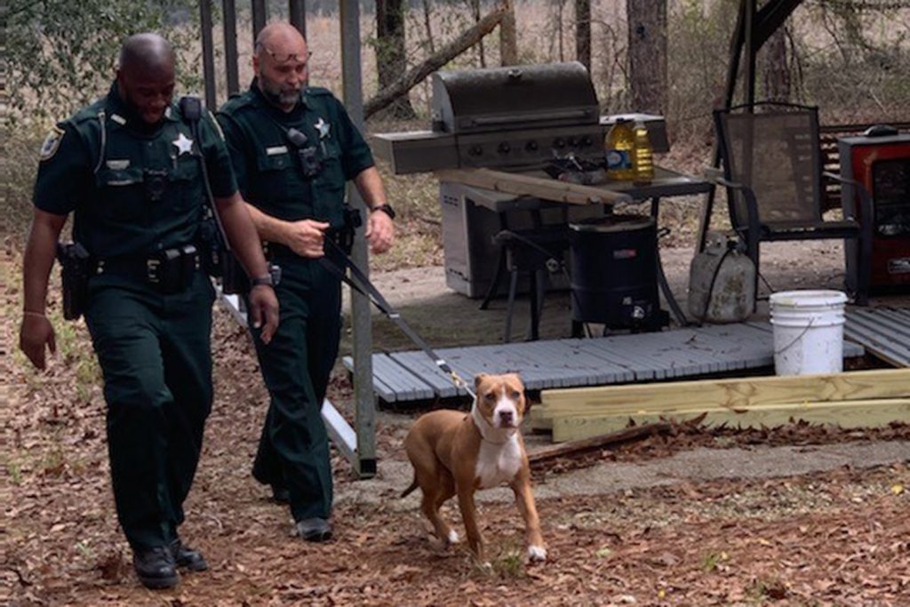 Un pitbull loial a aparat un baietel de 3 ani pana cand acesta a fost gasit de catre autoritati
