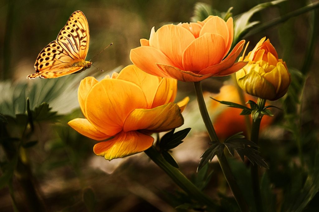 floare horoscop
