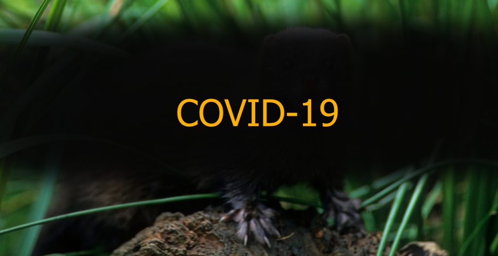 animalul purtator de Covid