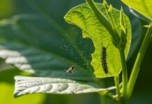O plantă simte când este atacată și cheamă „gărzile de corp”